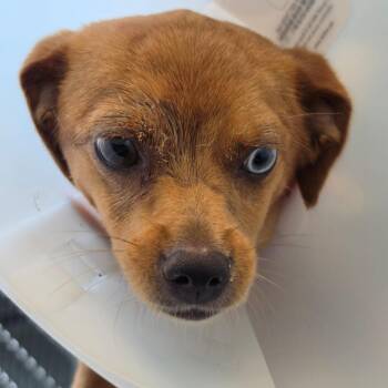 Frenchie -  Mixed Breed Dog for Adoption in Leander, Texas - Frenchie | PetCurious