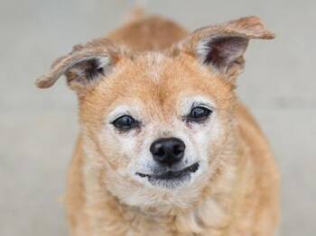 Coconut -  Mixed Breed Dog for Adoption in Longmont, Colorado - Coconut | PetCurious