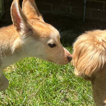 Shepherd and Siberian Husky Dogs Available for Adoption in Richmond, Virginia - Audrey | PetCurious