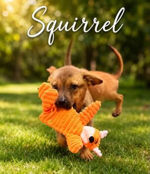 Squirrel -  Pit Bull Terrier Dog for Adoption in Rochester, New York - Squirrel | PetCurious