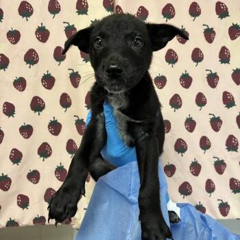 Bunny -  Retriever and Mixed Breed Dog for Adoption in San Antonio, Texas - Bunny | PetCurious