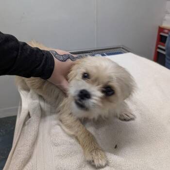 Brussels Griffon Dogs Available for Adoption in Chico, California - BILLIE | PetCurious