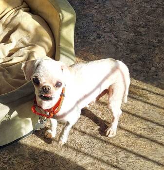 Rescue Shih Tzu Dogs for Adoption in Aiken, South Carolina - Oddie | PetCurious