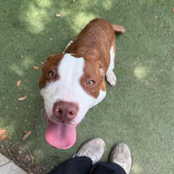 English Bulldog and Mixed Breed Dogs Available for Adoption in Lakeland, Florida - Roxie | PetCurious