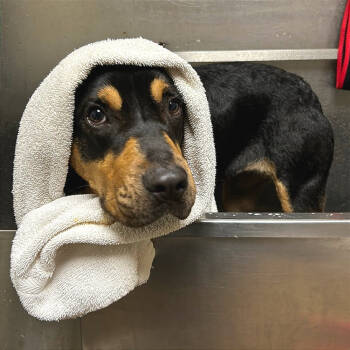 Rescue Mixed Breed Dogs for Adoption in Chattanooga, Tennessee - Gracie | PetCurious