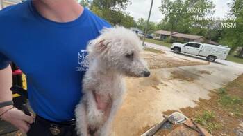 Bichon Frise and Mixed Breed Dogs Available for Adoption in Ocala, Florida - ROCKY | PetCurious