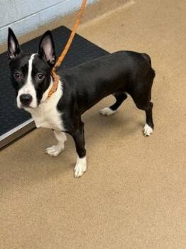 Emoticon -  Mixed Breed Dog for Adoption in Chamblee, Georgia - Emoticon | PetCurious