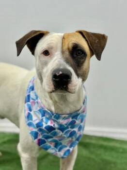 Trevor-One of our Amazing Rescue Dogs -  Pit Bull Terrier and Mixed Breed Dog for Adoption in Carlsbad, California - Trevor-One Of Our Amazing Rescue Dogs | PetCurious