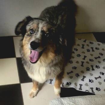 Buck -  Australian Shepherd Dog for Adoption in Gordonsville, Tennessee - Buck | PetCurious