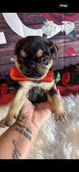 Pug Dogs Available for Adoption - Bubba | PetCurious