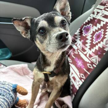 Buzz -  Chihuahua Dog for Adoption in Birmingham, Alabama - Buzz | PetCurious