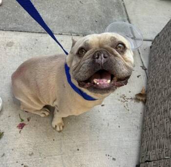 A779405 -  French Bulldog Dog Available for Adoption in Rancho Cucamonga, California - A779405 | PetCurious