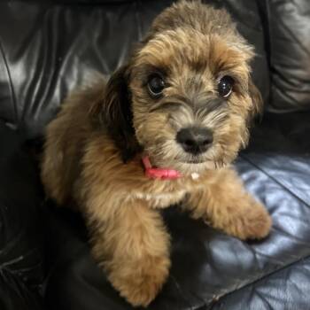 Poodle and Shih Tzu Dogs Available for Adoption - Blanche | PetCurious