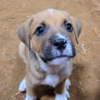 Fritz -  Mixed Breed Dog for Adoption in Cullman, Alabama - Fritz | PetCurious