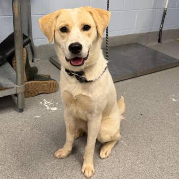 Pretzel -  Mixed Breed Dog for Adoption in Martinsville, Virginia - Pretzel | PetCurious