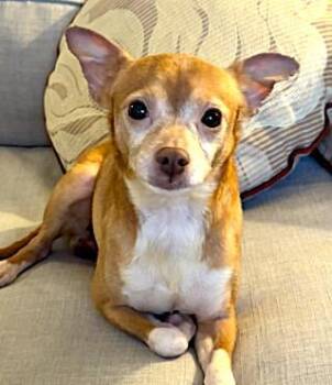 Chihuahua Dogs Available for Adoption in Plainfield, Illinois - Bo | PetCurious