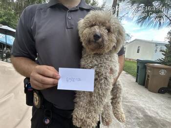 SAVANNAH -  Bichon Frise Dog for Adoption in Ocala, Florida - SAVANNAH | PetCurious
