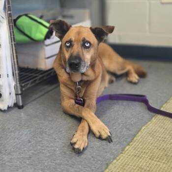 Rescue Husky Dogs for Adoption in Klein, Texas - Diamond | PetCurious