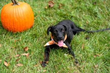 Rescue Terrier Dogs for Adoption in Bonifay, Florida - Leigha (Coming Soon) | PetCurious
