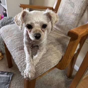 Terrier Dogs Available for Adoption in Broomfield, Colorado - SNOWY | PetCurious