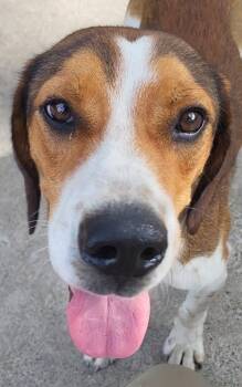 Billy Ray -  Beagle Dog for Adoption in Rockdale, Texas - Billy Ray | PetCurious