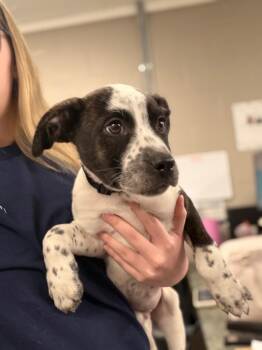 Australian Cattle Dog Blue Heeler Dogs Available for Adoption - Otis | PetCurious