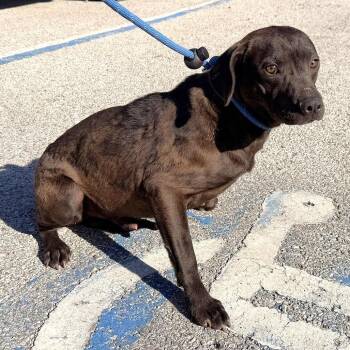 Mixed Breed Dogs Available for Adoption in Warrensburg, Missouri - Irving | PetCurious