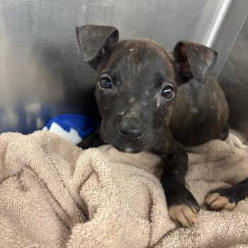 Terrier Dogs Available for Adoption - Birthday Bear | PetCurious