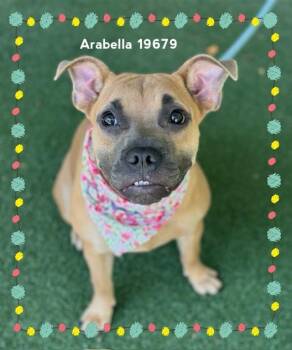 ARABELLA -  Pit Bull Terrier Dog for Adoption in Marietta, Georgia - ARABELLA | PetCurious
