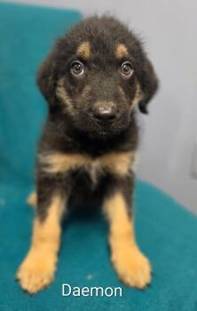 Daemon -  Yorkshire Terrier Dog for Adoption in Lacona, New York - Daemon | PetCurious
