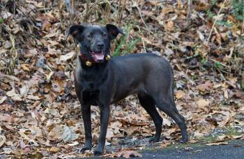 Rescue Black Labrador Retriever Dogs for Adoption in Sevierville, Tennessee - Holly Berry | PetCurious