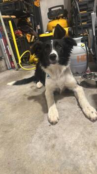 Nell CA #5237 -  Border Collie Dog for Adoption in Ontario, California - Nell CA #5237 | PetCurious