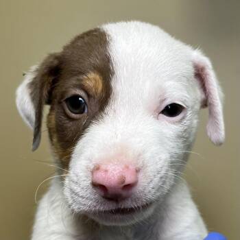 Megumi -  Mixed Breed Dog for Adoption in Palm Springs, California - Megumi | PetCurious