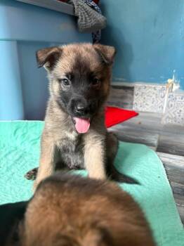Riley -  German Shepherd Dog and Norwegian Elkhound Dog for Adoption in Berlin, New Jersey - Riley | PetCurious