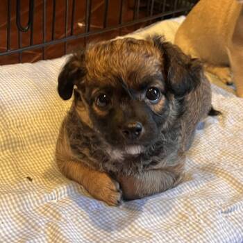 Gary -  Terrier and Mixed Breed Dog for Adoption in Riverside, California - Gary | PetCurious