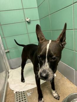 CHIPS AHOY -  American Staffordshire Terrier and Mixed Breed Dog for Adoption in Houston, Texas - CHIPS AHOY | PetCurious