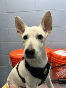 German Shepherd Dog and Husky Dogs Available for Adoption in Woodland, California - *BENJI | PetCurious