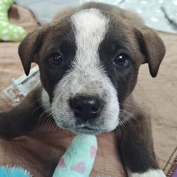 Australian Cattle Dog Blue Heeler and Hound Dogs Available for Adoption - Evan Olympians | PetCurious