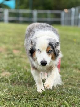 Wave  -  Australian Shepherd Dog for Adoption in Tulsa, Oklahoma - Wave  | PetCurious