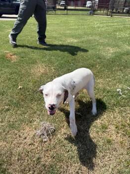 RACHEL -  Catahoula Leopard Dog and Mixed Breed Dog for Adoption in Grovetown, Georgia - RACHEL | PetCurious