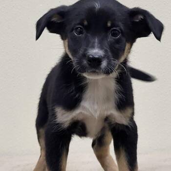 Border Collie and Black Labrador Retriever Dogs Available for Adoption in Marion, Mississippi - Apple Bloom | PetCurious