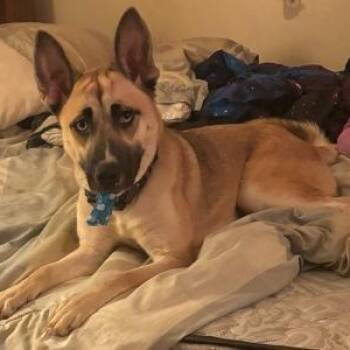 Rescue Mixed Breed Dogs for Adoption in Asheville, North Carolina - Poplar | PetCurious