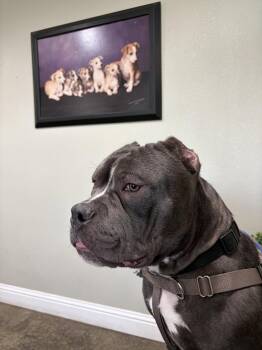American Staffordshire Terrier and American Bulldog Dogs Available for Adoption in San Jose, California - Chonk | PetCurious
