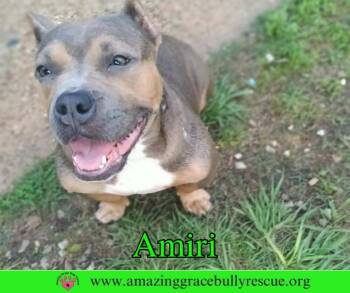 Amiri -  American Staffordshire Terrier Dog for Adoption in Pensacola, Florida - Amiri | PetCurious