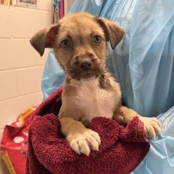Rose -  Shepherd and Mixed Breed Dog for Adoption in San Antonio, Texas - Rose | PetCurious