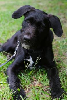 Raptor -  Pit Bull Terrier and Labrador Retriever Dog for Adoption in Winnabow, North Carolina - Raptor | PetCurious