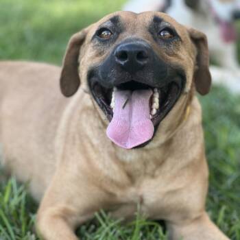Black Mouth Cur Dogs Available for Adoption in Wiggins, Mississippi - Daisy | PetCurious