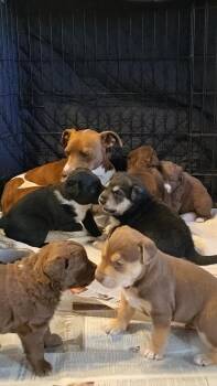 Mixed Breed Dogs Available for Adoption - Russell The Wilderness Explorer | PetCurious