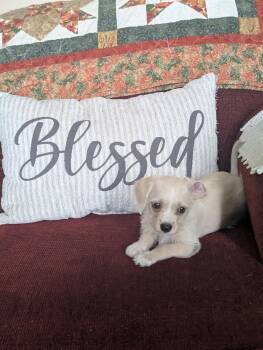 Gino -  Poodle Dog for Adoption in Ephrata, Washington - Gino | PetCurious