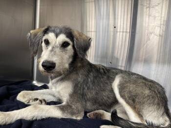 Rescue Terrier and Siberian Husky Dogs for Adoption in Grand Prairie, Texas - CUPCAKE | PetCurious